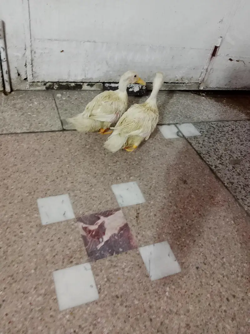 baby duck ghar ki pali hoi hain — photo 7