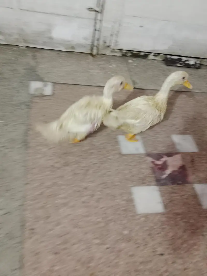 baby duck ghar ki pali hoi hain — photo 8