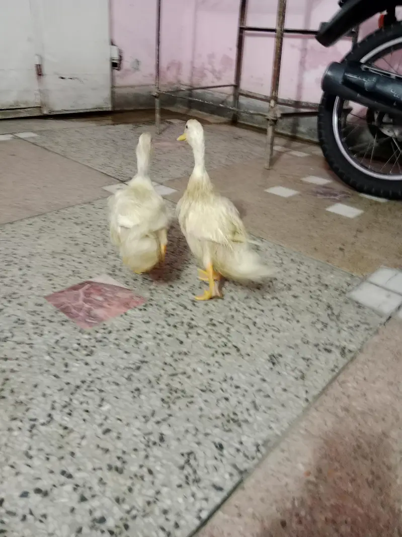 baby duck ghar ki pali hoi hain — photo 9