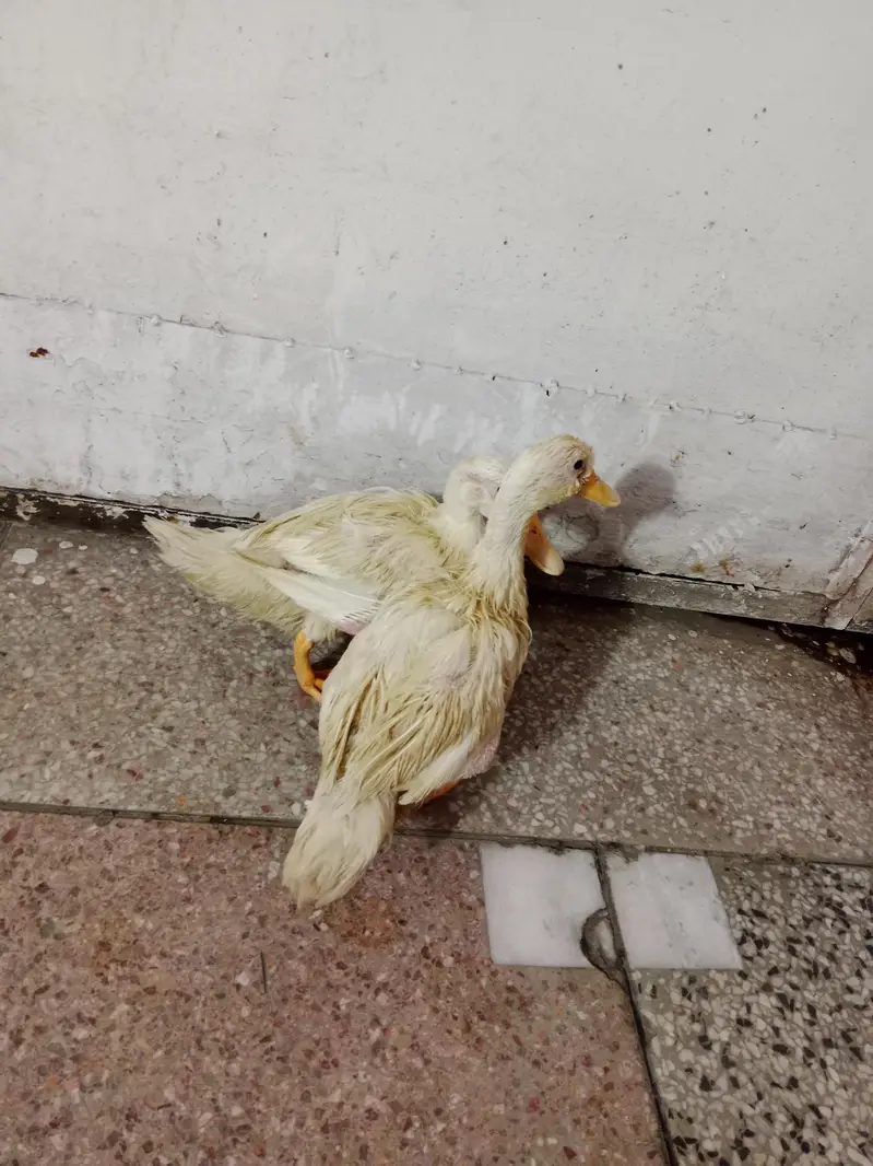 baby duck ghar ki pali hoi hain — photo 10