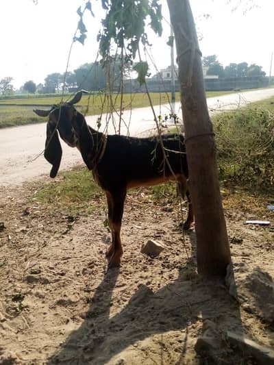 gaban bakri dudh wali