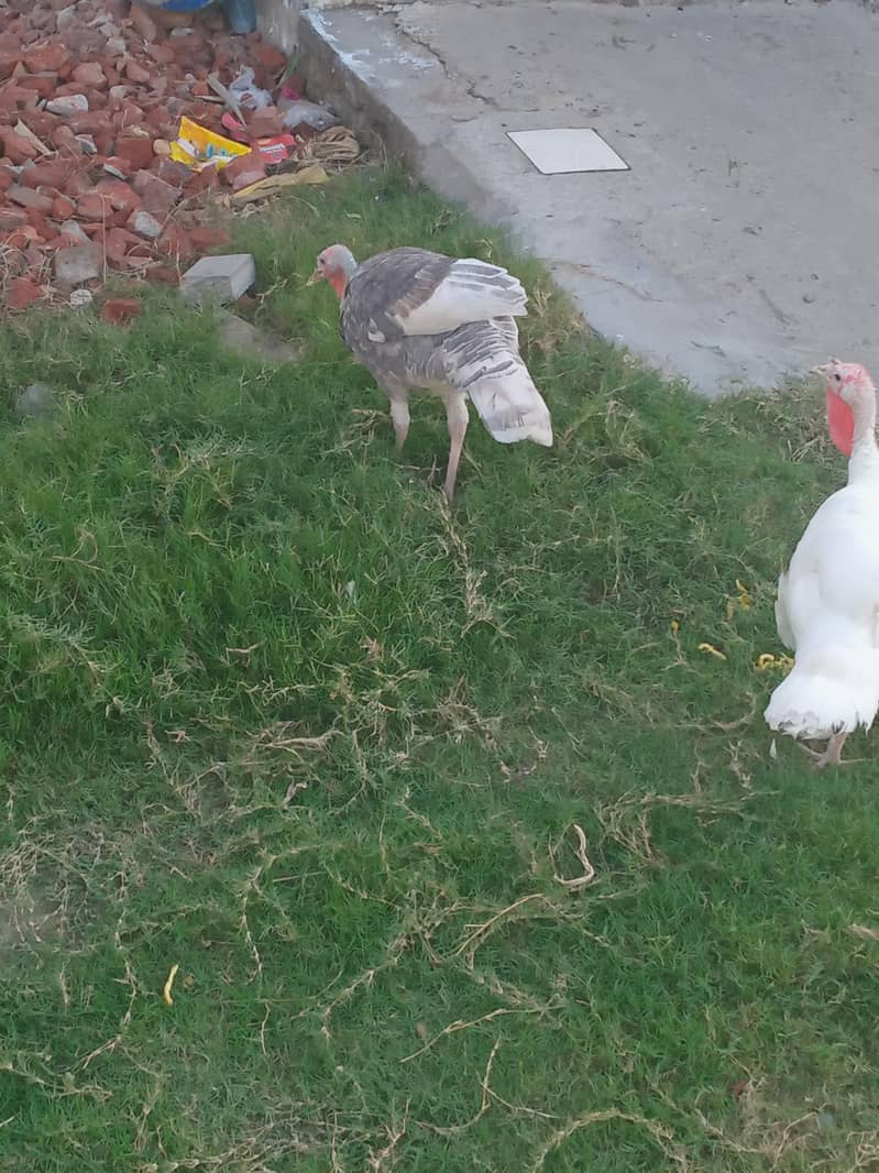 Turkey breeder pair 7