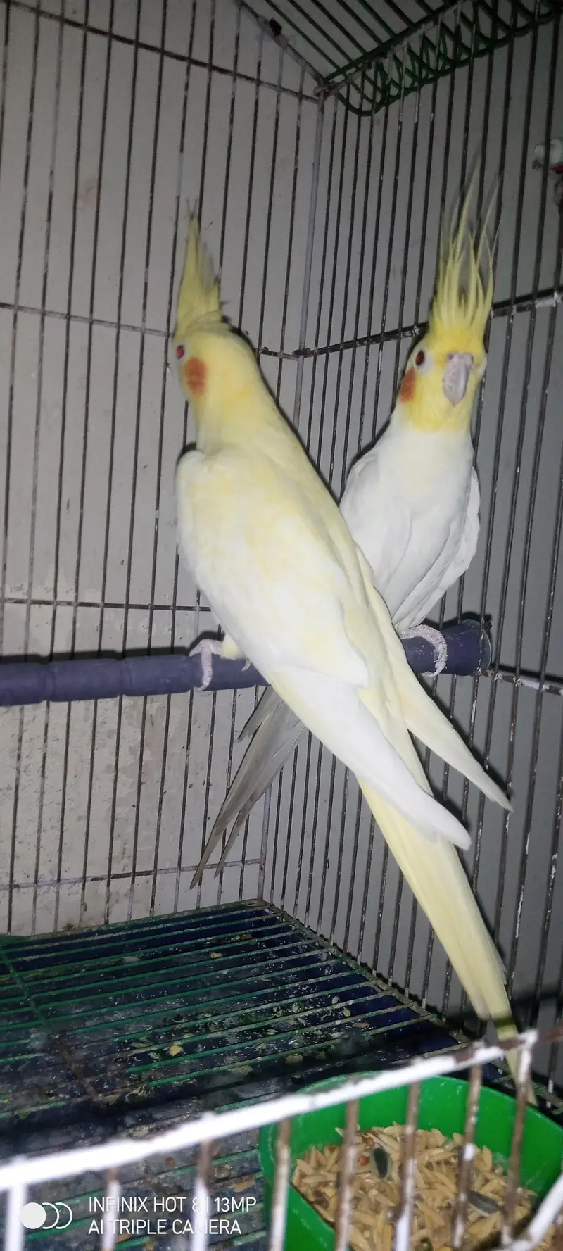 cocktail breeder pair — photo 3