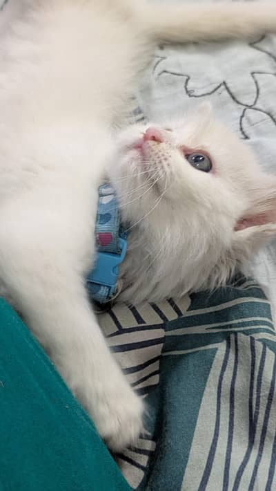 Triple coated Persian kitten urgent sale