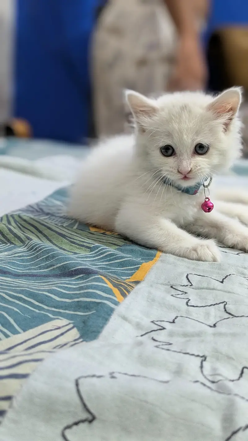Triple coated Persian kitten urgent sale — photo 2