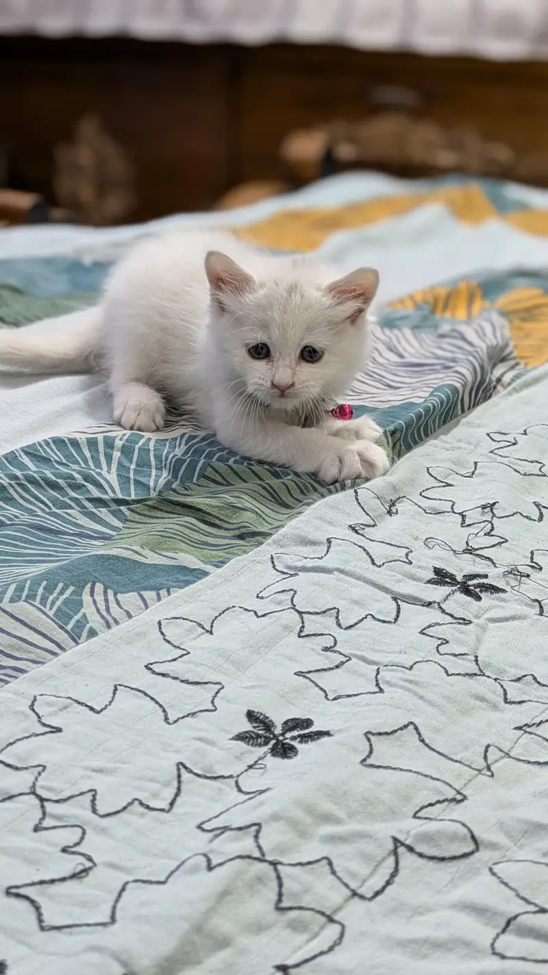 Triple coated Persian kitten urgent sale — photo 3
