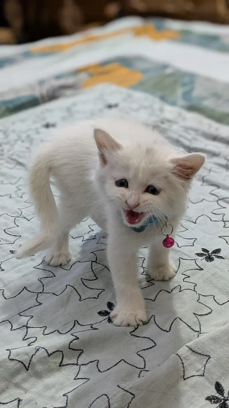 Triple coated Persian kitten urgent sale — photo 4