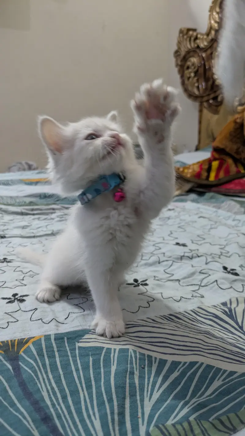 Triple coated Persian kitten urgent sale — photo 5