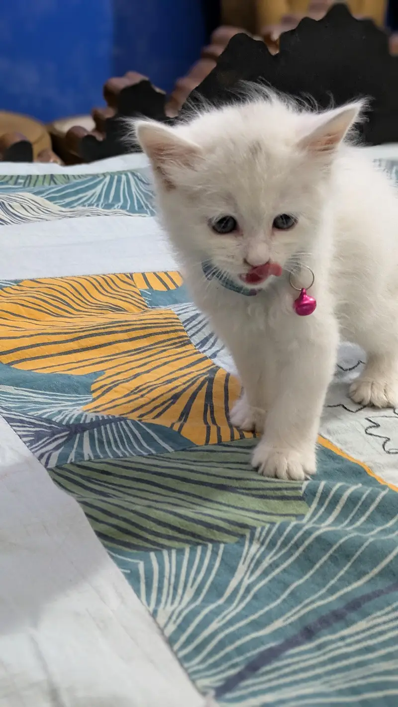 Triple coated Persian kitten urgent sale — photo 6