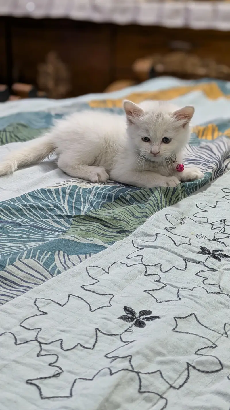 Triple coated Persian kitten urgent sale — photo 7