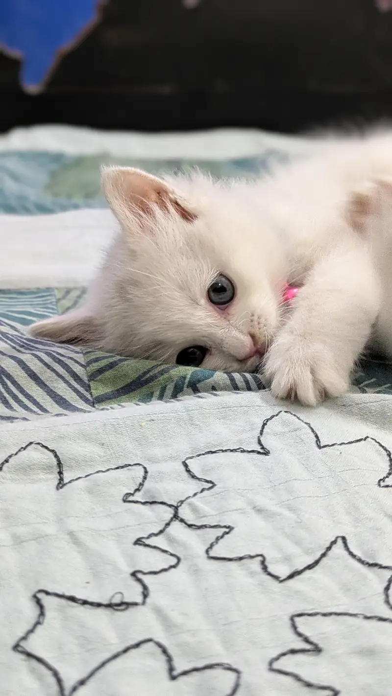 Triple coated Persian kitten urgent sale — photo 8