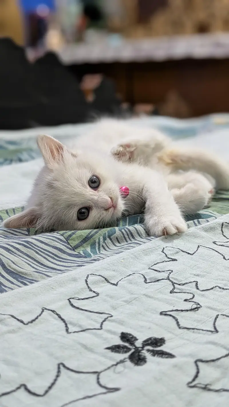 Triple coated Persian kitten urgent sale — photo 9