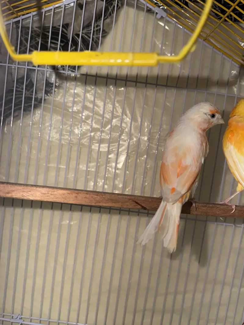 2 canary pairs — photo 2