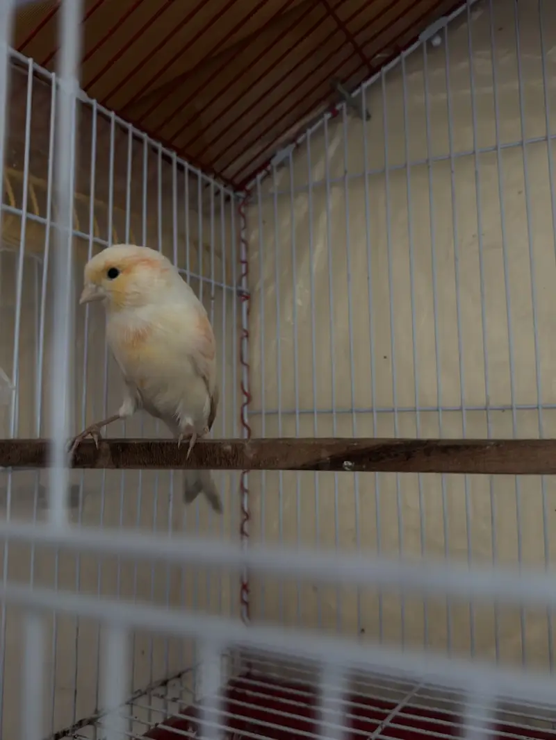 2 canary pairs — photo 3