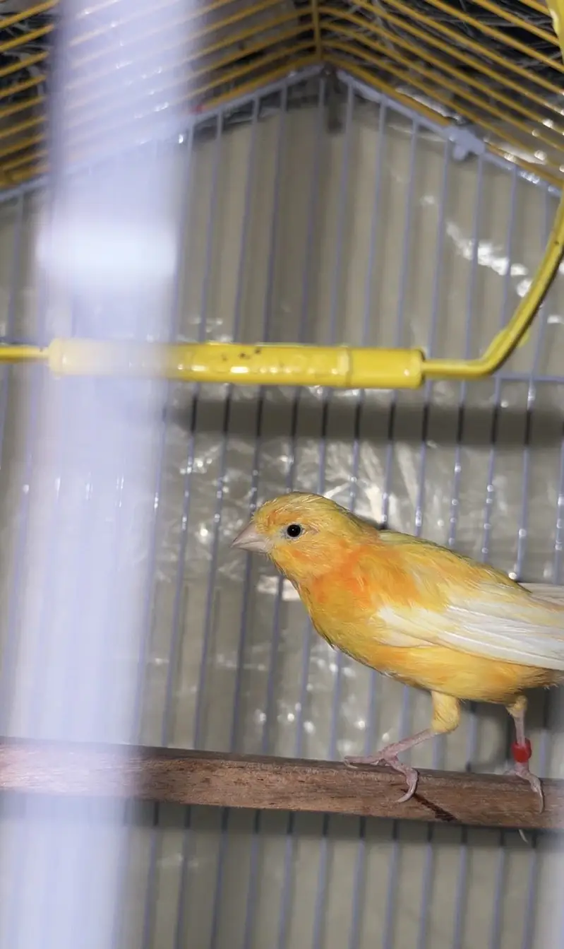 2 canary pairs — photo 4