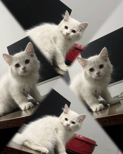 WHITE KITTEN