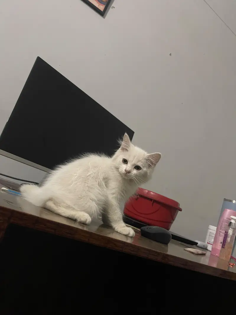 WHITE KITTEN — photo 2