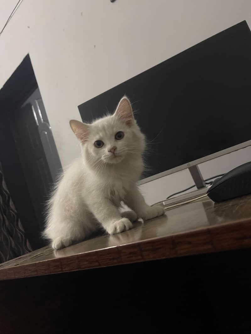 WHITE KITTEN 2