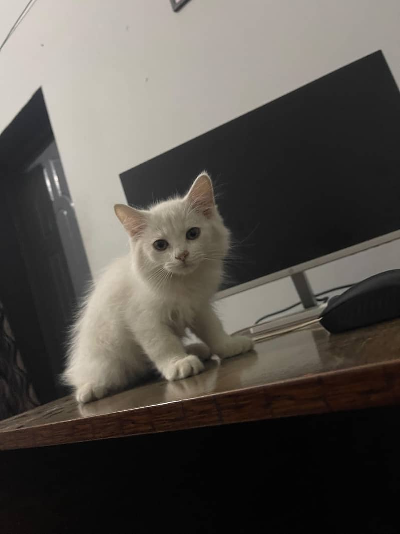 WHITE KITTEN 5