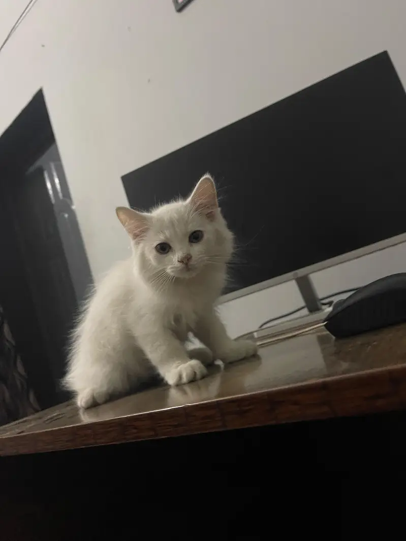 WHITE KITTEN — photo 6