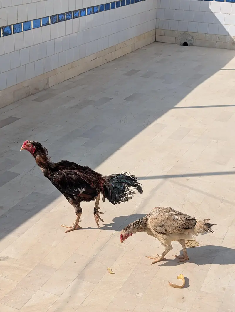 Aseel Desi murga murgi — photo 2