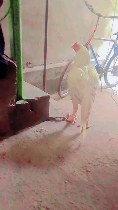 Hira aseel