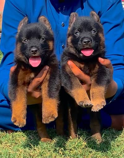 German Shepherd puppies |GSD puppy |German Shepherd double Coat