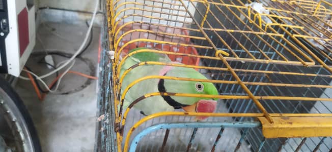 Talking parrot