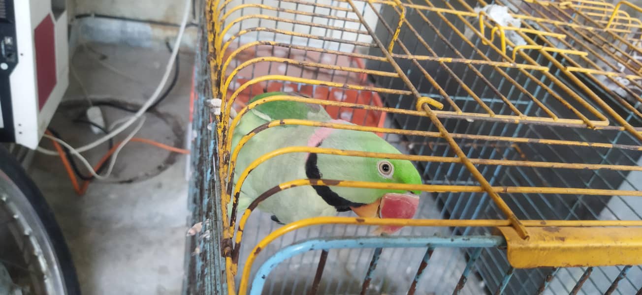 Talking parrot 0