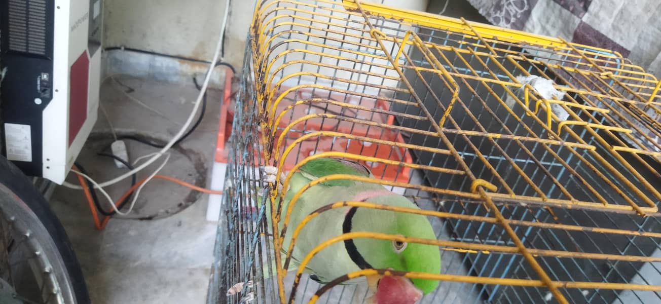 Talking parrot 1