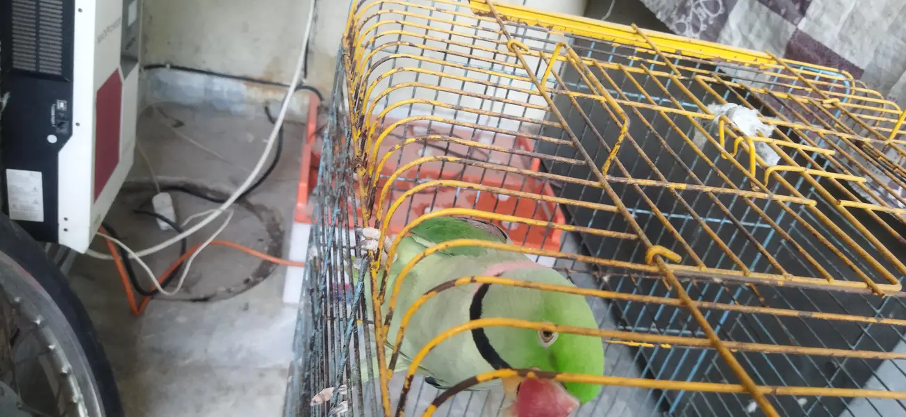 Talking parrot — photo 2