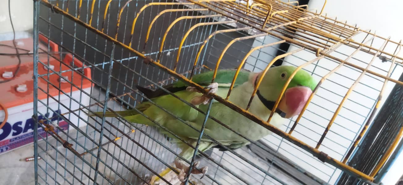 Talking parrot 2
