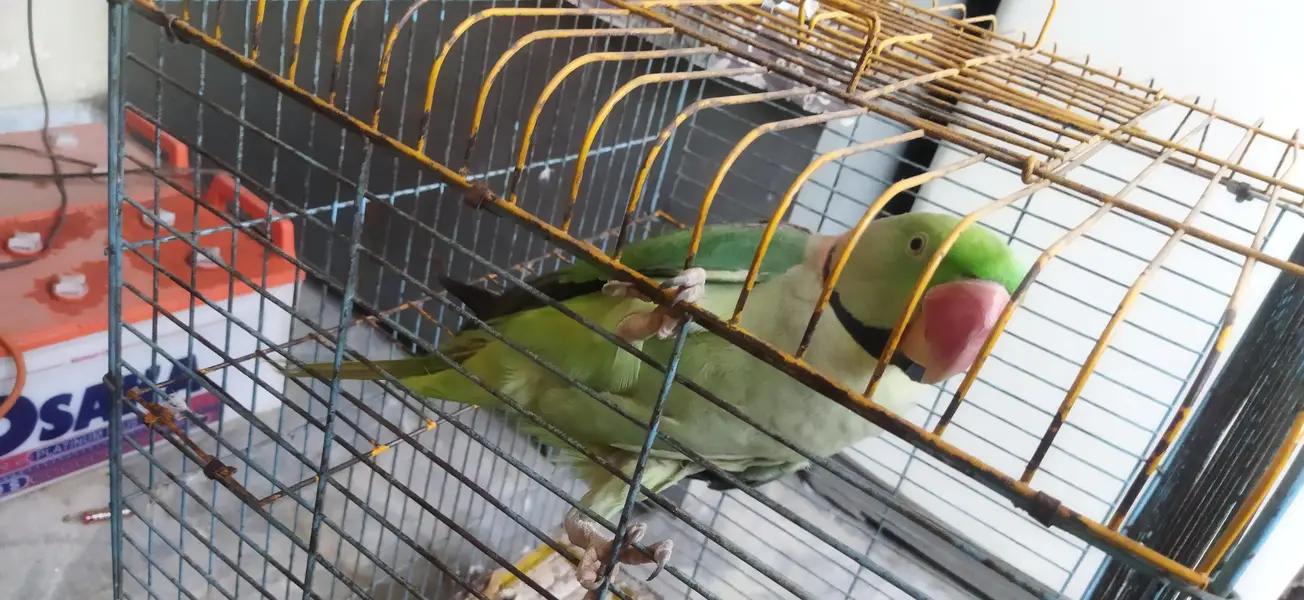 Talking parrot — photo 3