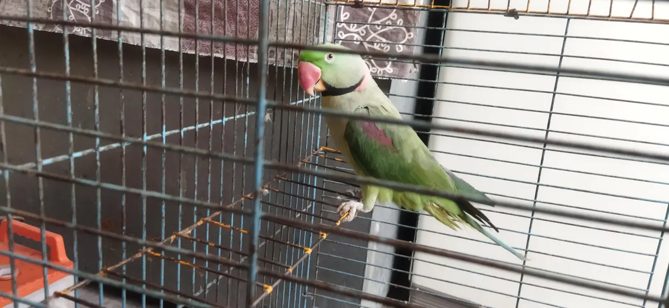 Talking parrot — photo 4