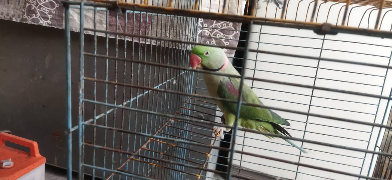 Talking parrot 4