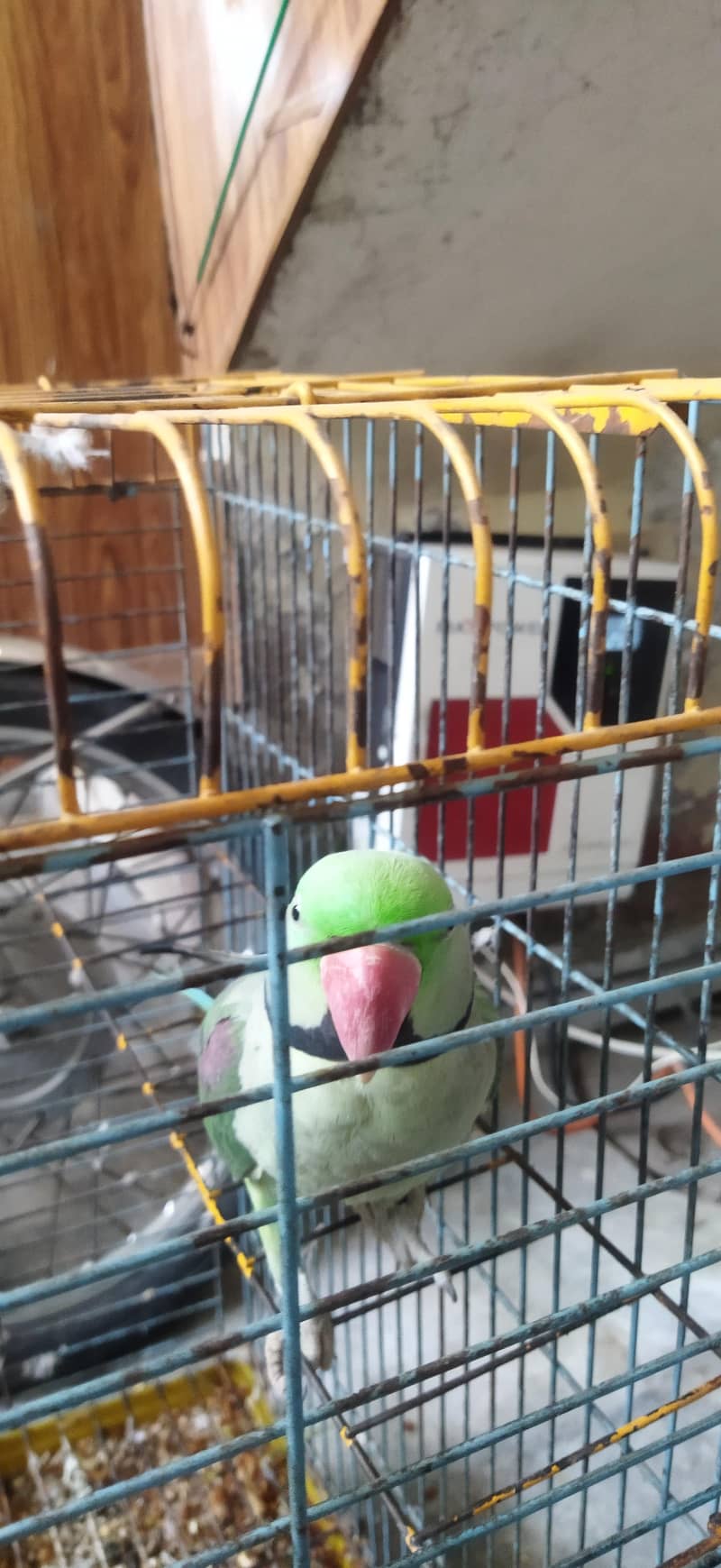 Talking parrot 5