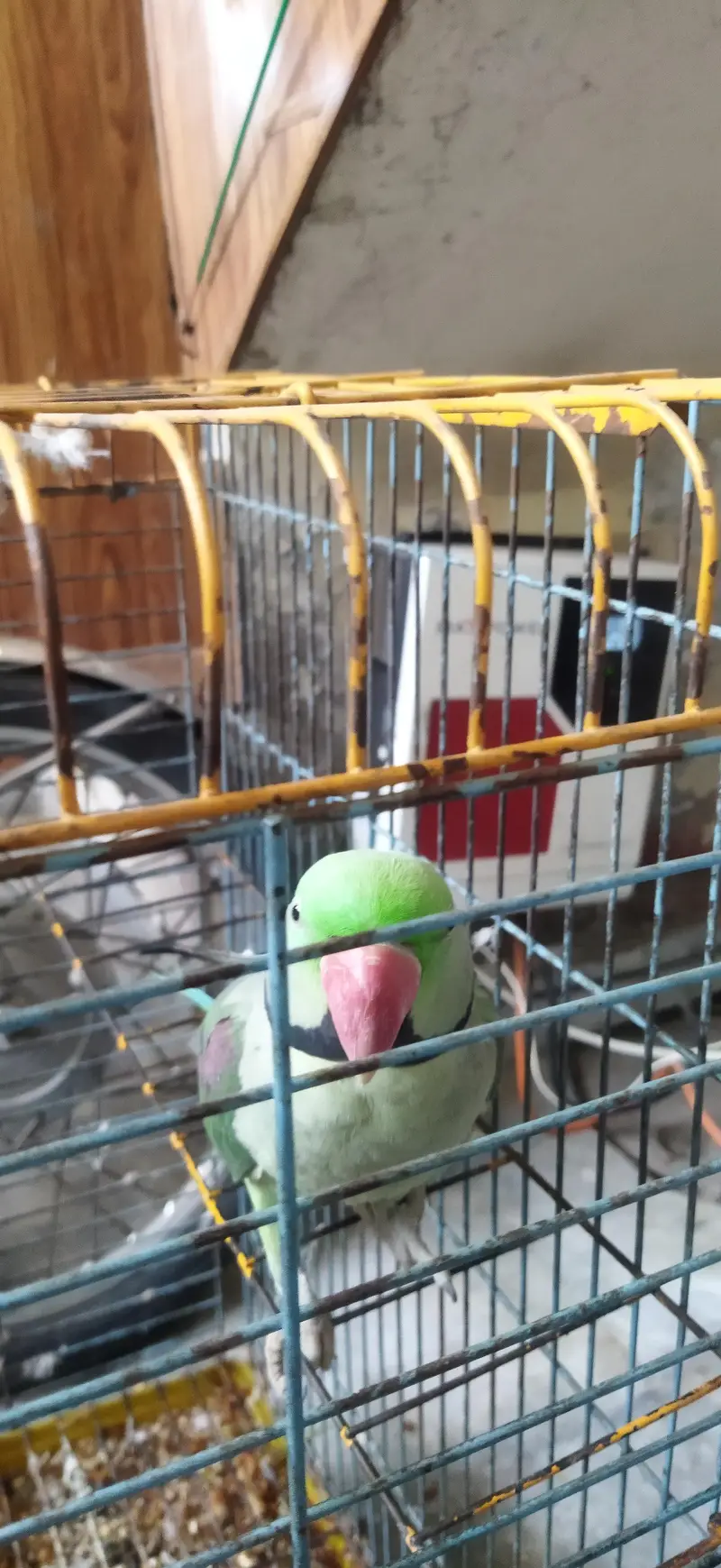 Talking parrot — photo 6