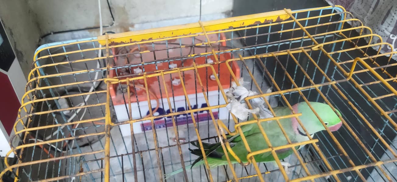 Talking parrot 6
