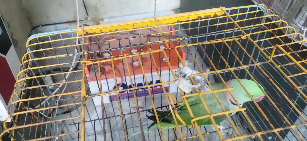Talking parrot — photo 7