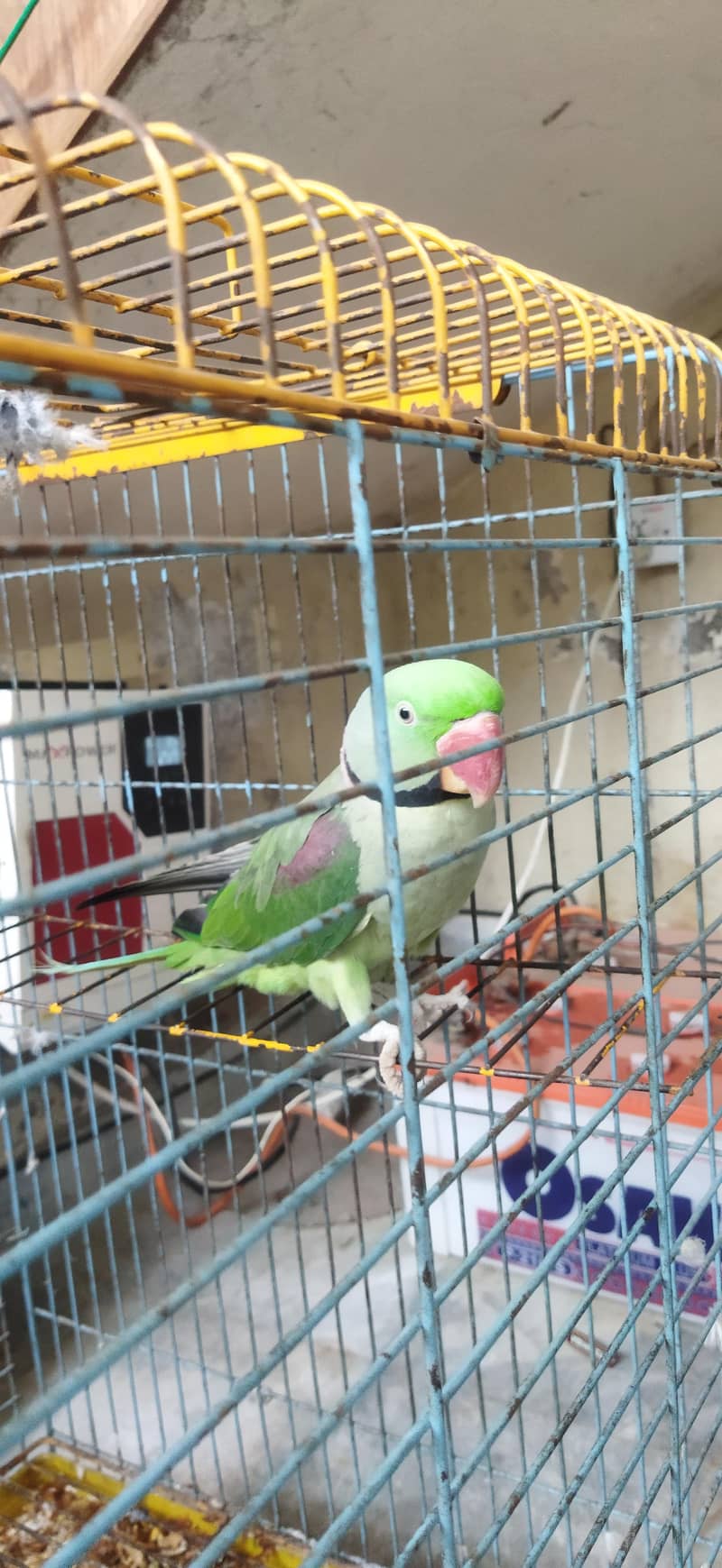 Talking parrot 7
