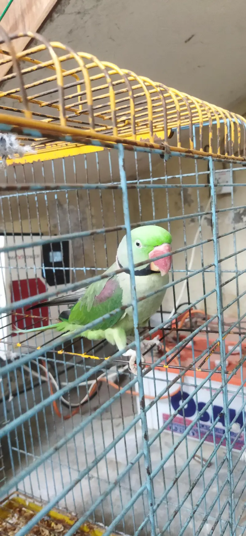 Talking parrot — photo 8