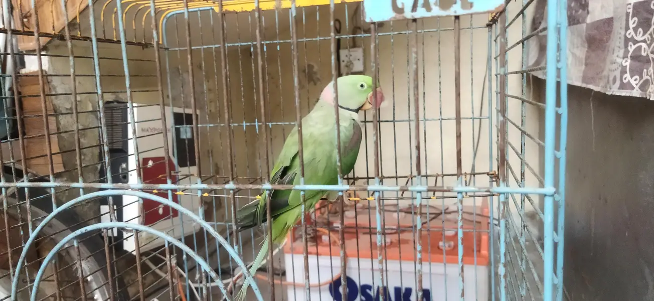 Talking parrot — photo 9