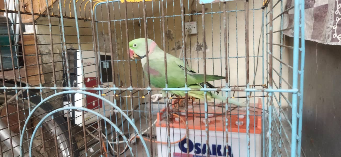 Talking parrot 9