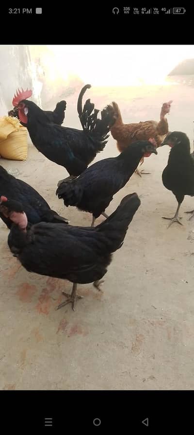 Astrlop eggs laying hens