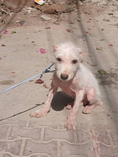alabai dog female vaccinated age 1.5 months