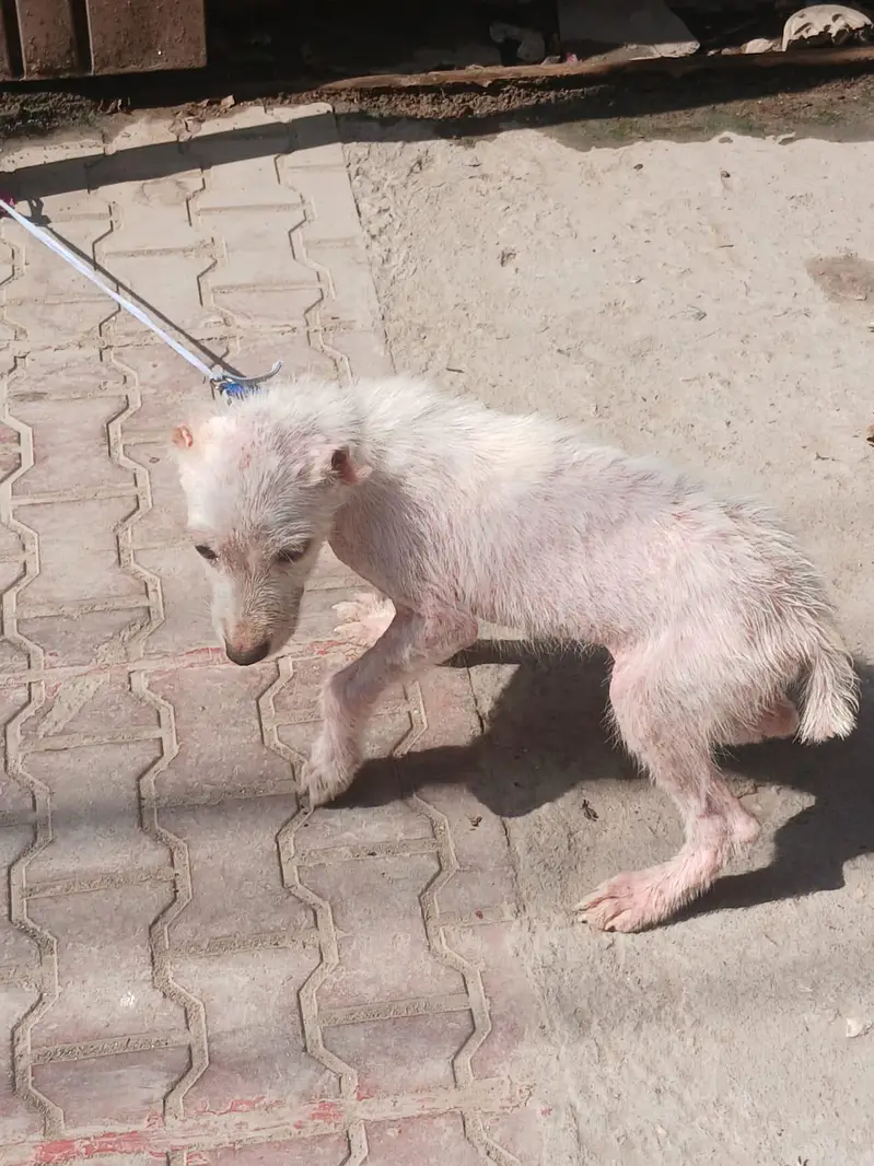 alabai dog female vaccinated age 1.5 months — photo 2