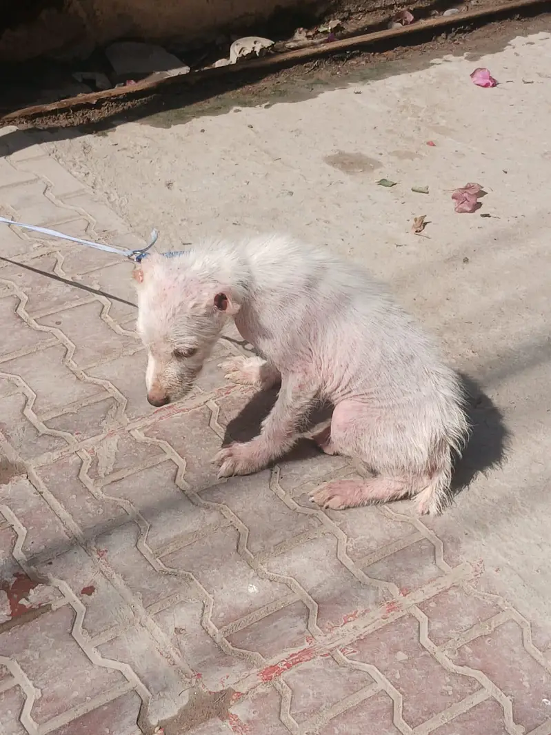 alabai dog female vaccinated age 1.5 months — photo 3