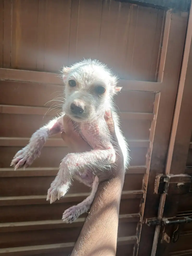 alabai dog female vaccinated age 1.5 months — photo 4