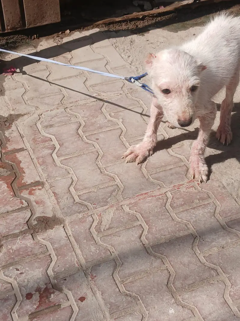 alabai dog female vaccinated age 1.5 months — photo 6