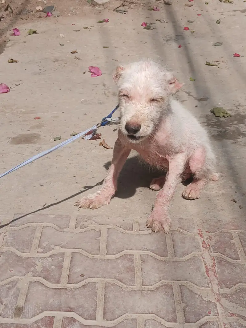 alabai dog female vaccinated age 1.5 months — photo 7